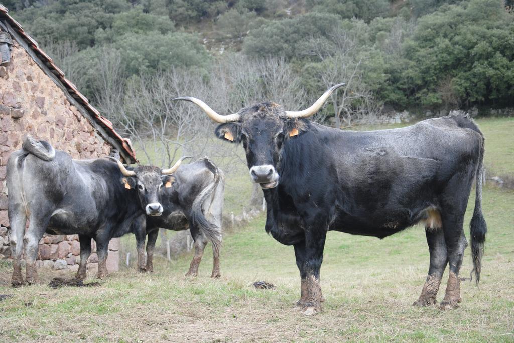 El Molino De Cicera ξενώνας Δωμάτιο φωτογραφία