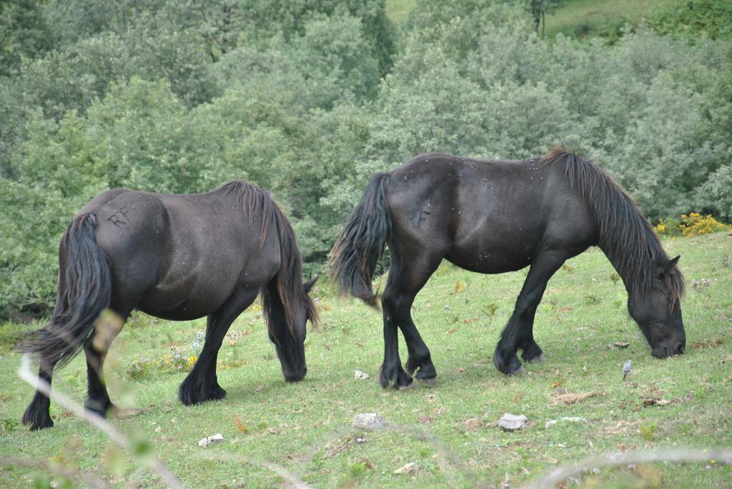 El Molino De Cicera ξενώνας Δωμάτιο φωτογραφία